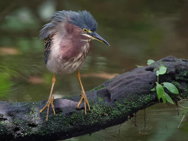 <h3><a href="/trips/costa-rica/biota/animalia/chordata/aves/015 pelecaniformes/002 ardeidae/butorides virescens/butorides virescens-nl.html">Butorides&nbsp;virescens</a> / Green&nbsp;heron / Groene&nbsp;reiger</h3>OM-1 Mark II met OLYMPUS M.150-400mm F4.5, 1/400 sec  bij F4.5, ISO 10000, afstand 7.22&nbsp;m